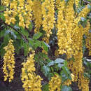 صورة Laburnum alpinum (Mill.) Bercht. & J. Presl