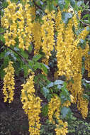 Image of Alpine Laburnum