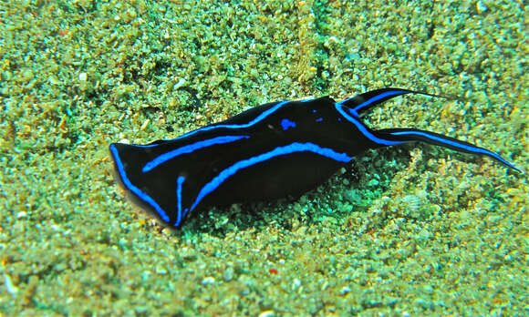 Image of Black and blue swallowtail slug