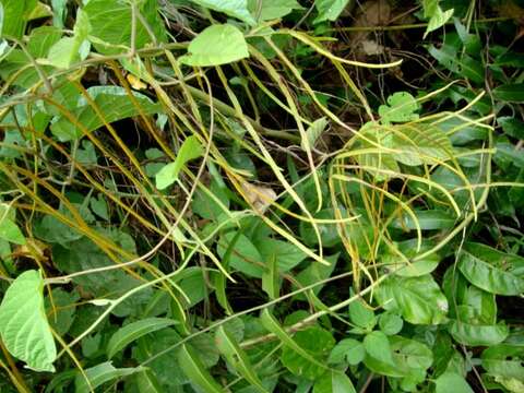 Image of swamp vine fern