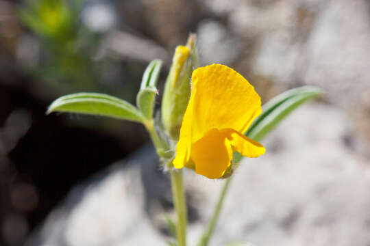 Image of Argyrolobium zanonii (Turra) P. W. Ball