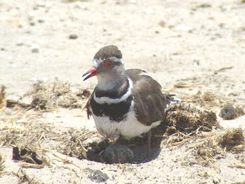 Image of African Three-banded Plover