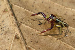 Image of Jumping spider