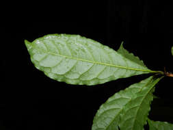 Sivun Terminalia costaricensis (Stace) Gere & Boatwr. kuva