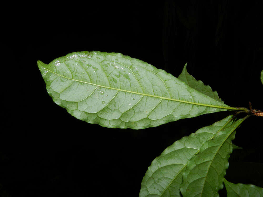 Sivun Terminalia costaricensis (Stace) Gere & Boatwr. kuva