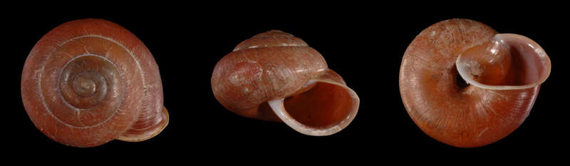 Image of <i>Chloritis stirophora</i>