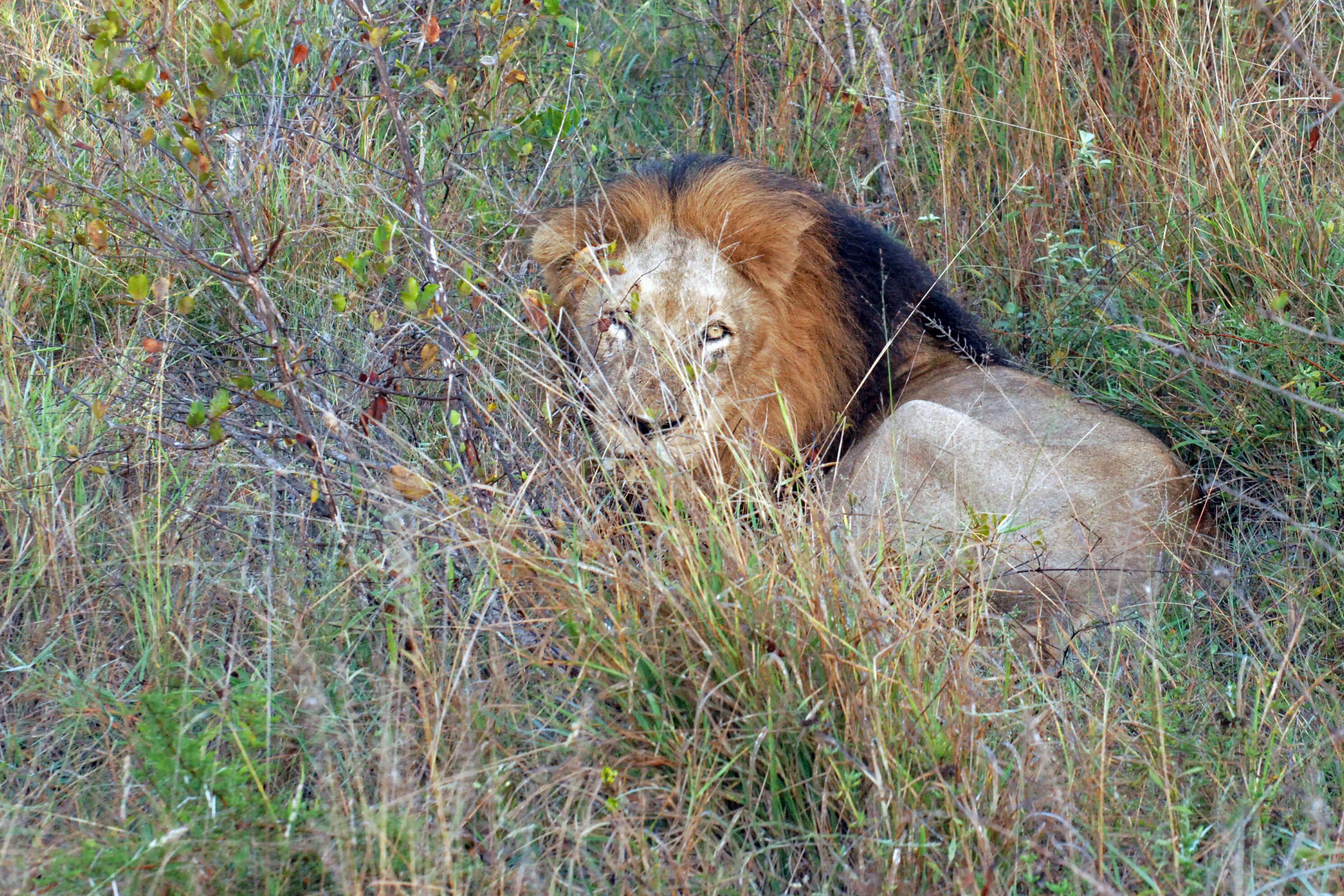 Image of big cats