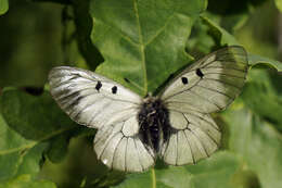 Image of Parnassius