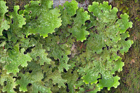 Image of Lungwort