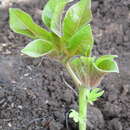 Image of Jatropha scaposa Radcl.-Sm.