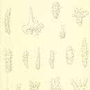 Image of Melithaea clavigera (Ridley 1884)