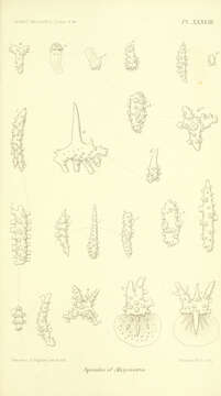 Melithaeidae Gray 1870的圖片