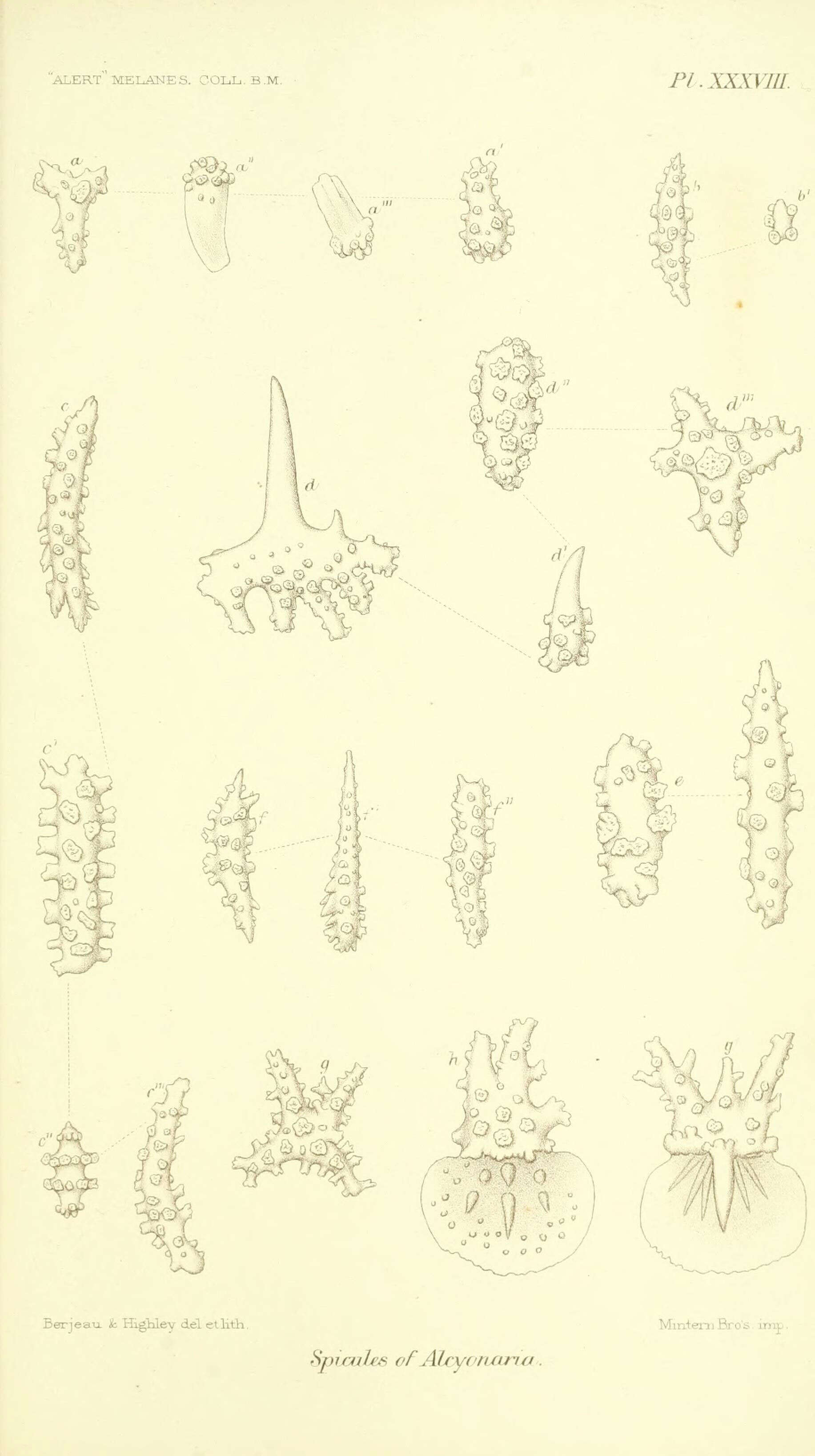 Image of Scleraxonia Studer 1887