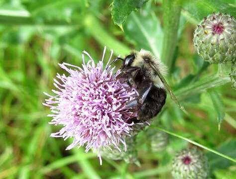 Image of Bumblebees