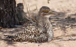 Image of stone-curlews