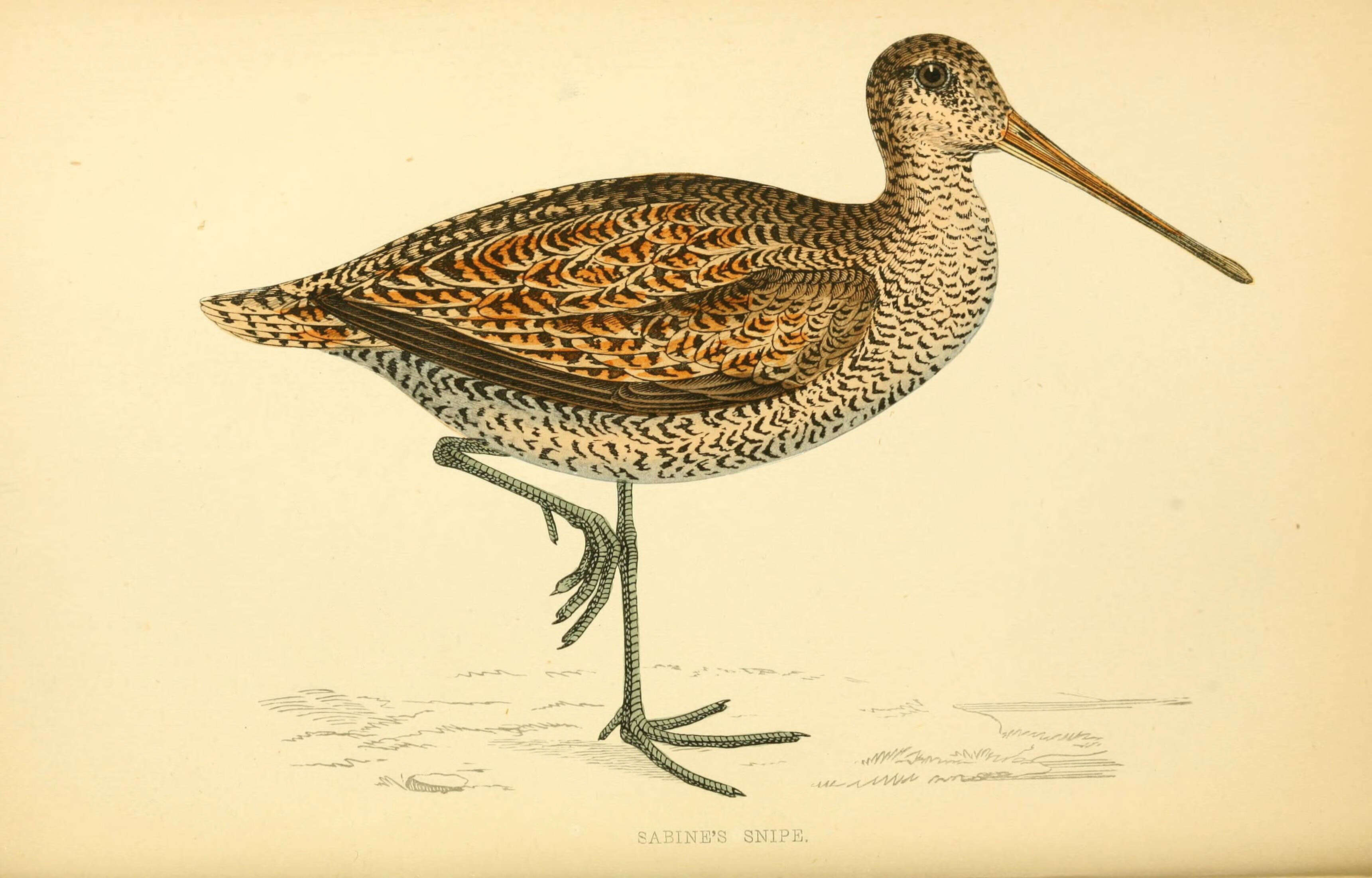 Image de Gallinago Brisson 1760