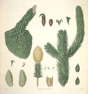 Слика од Araucaria araucana (Molina) K. Koch