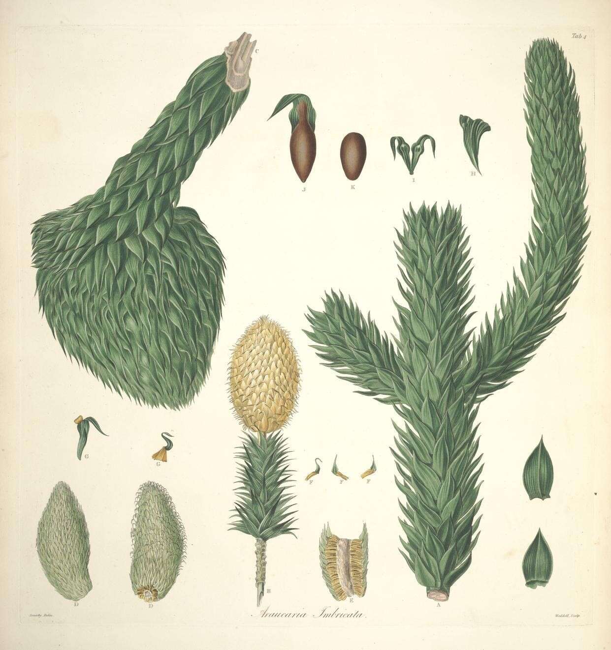 Слика од Araucaria