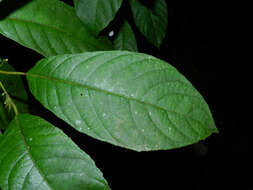 Image of Siparunaceae