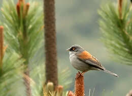 Image of juncos