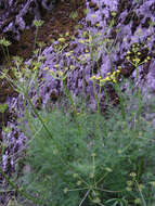 Imagem de Lomatium brunsfeldianum Kemper & R. P. Mc Neill