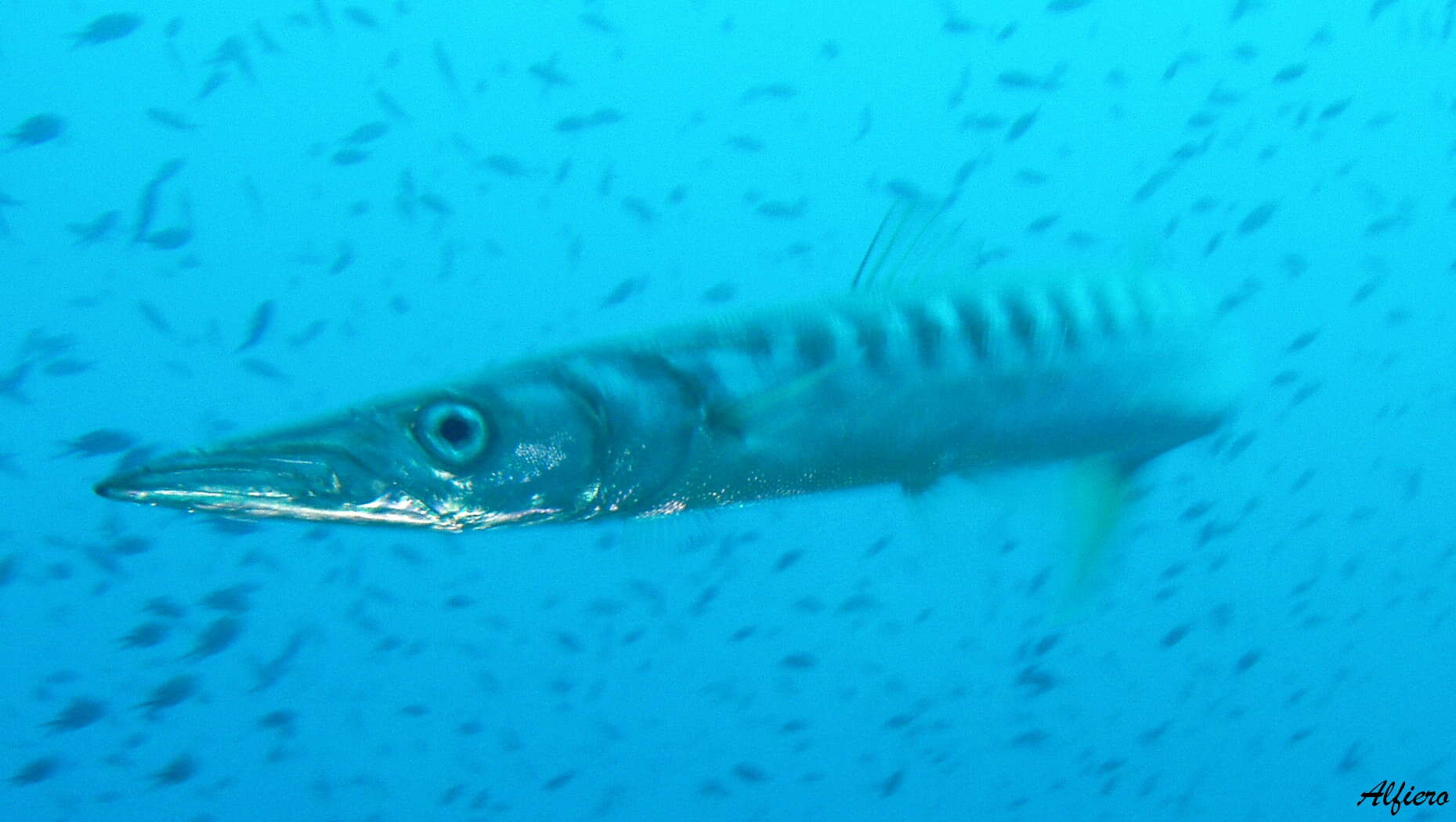 Image of barracudas