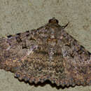 Image of Monkeypod moth