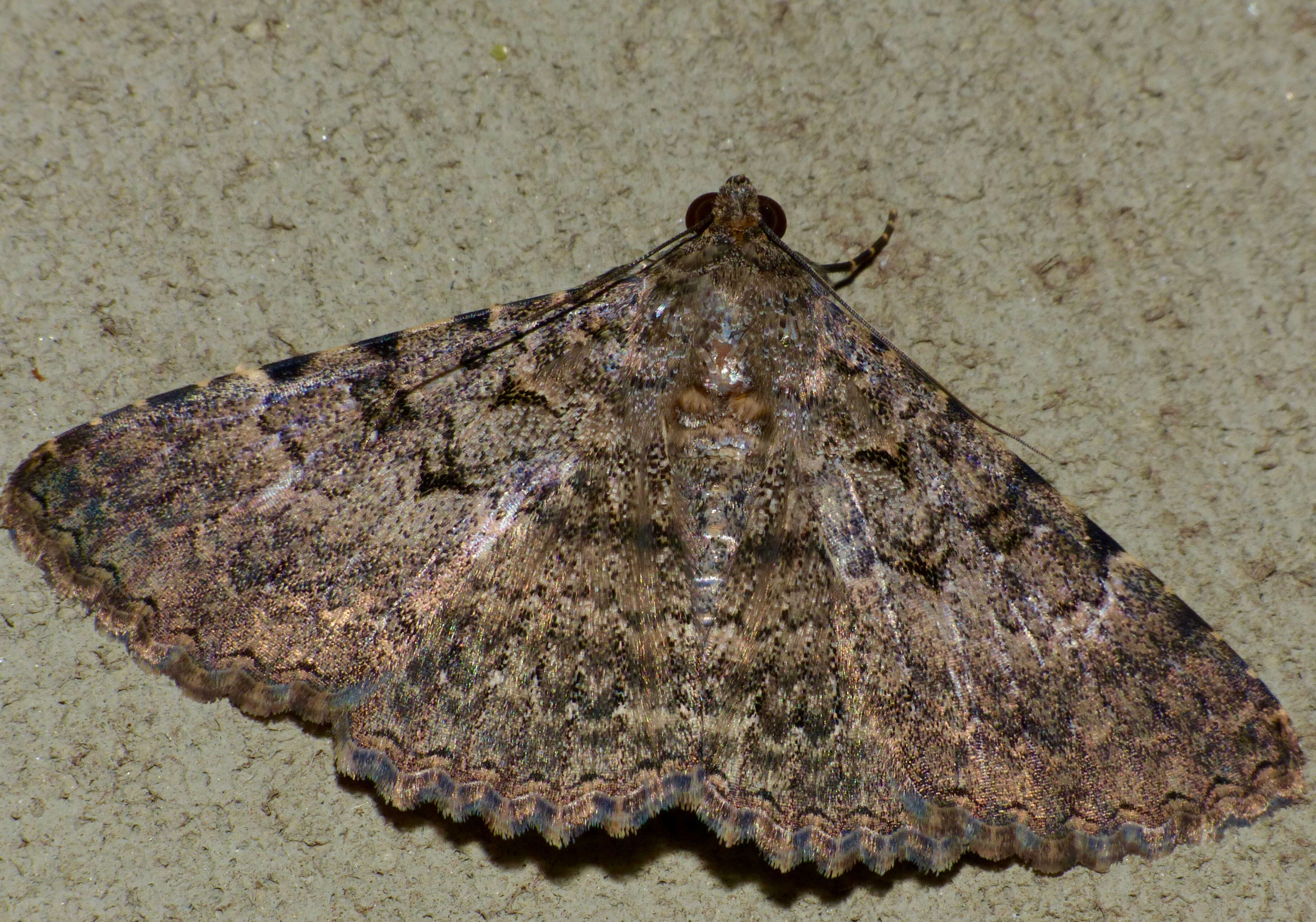 صورة Polydesma umbricola Boisduval 1833