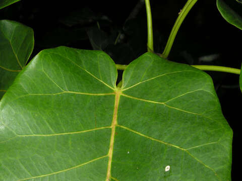 Image of Ficus nymphaeifolia Mill.