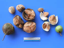 Image of Xylocarpus