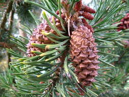 Image of Bolander Beach Pine