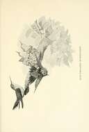Image of Archilochus Reichenbach 1854