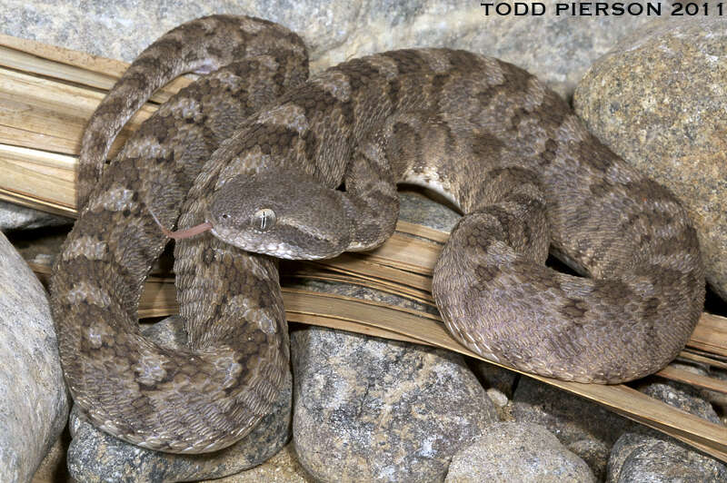 Image of Saw-scaled Vipers