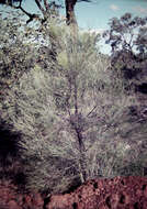 Image of Acacia dietrichiana F. Muell.