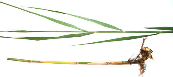 Image of panicgrass