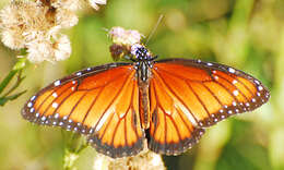 Image of Monarch Butterfly