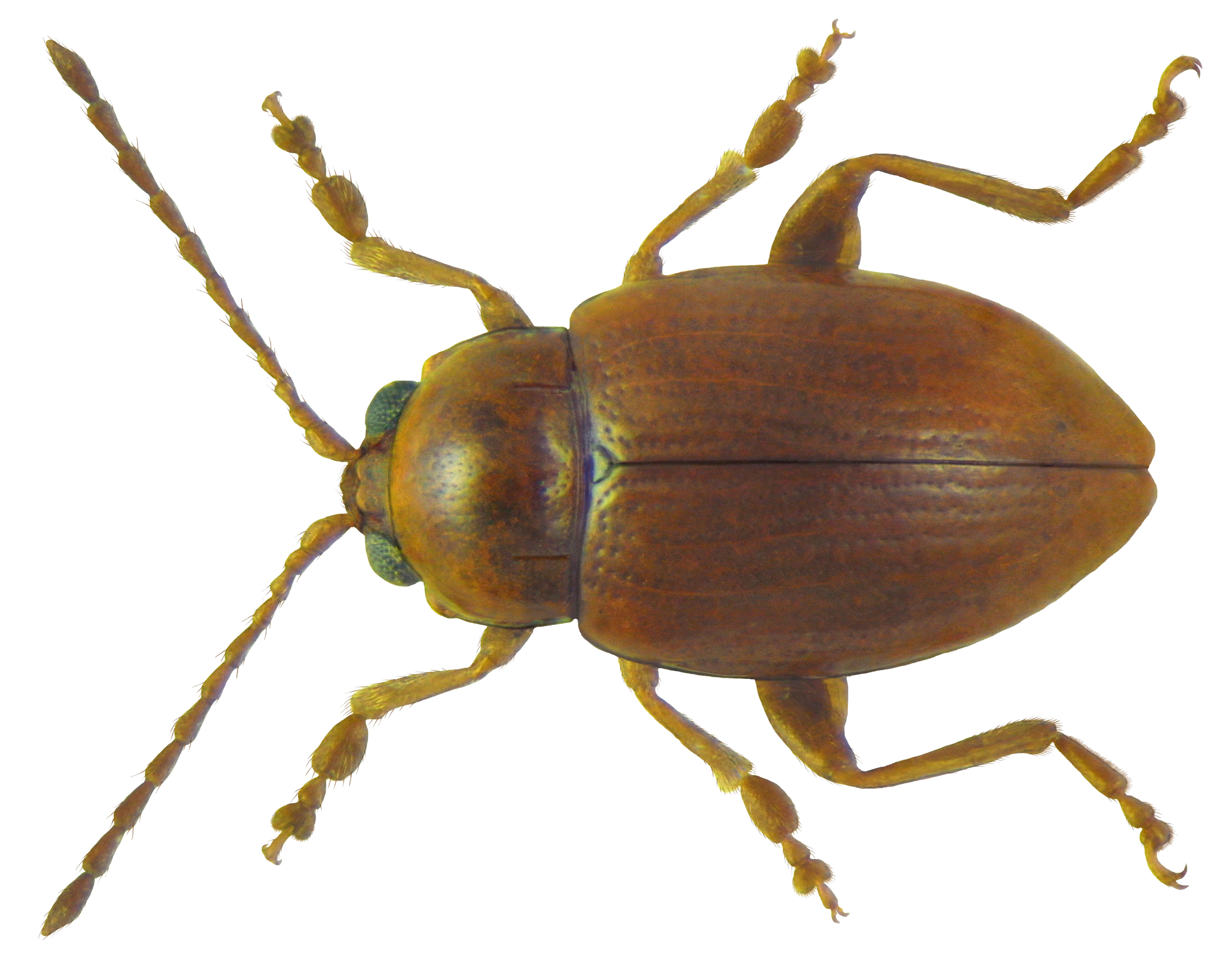 Image of Neocrepidodera