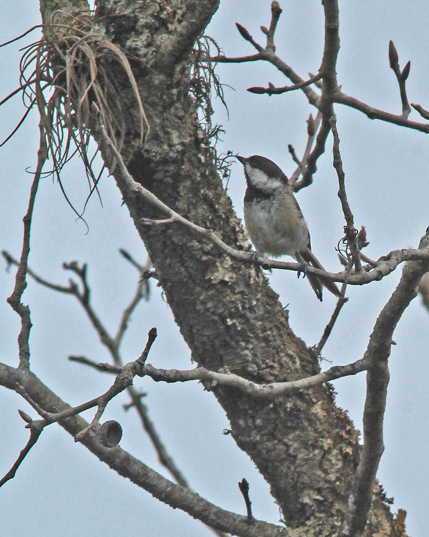 Image of Chickadee