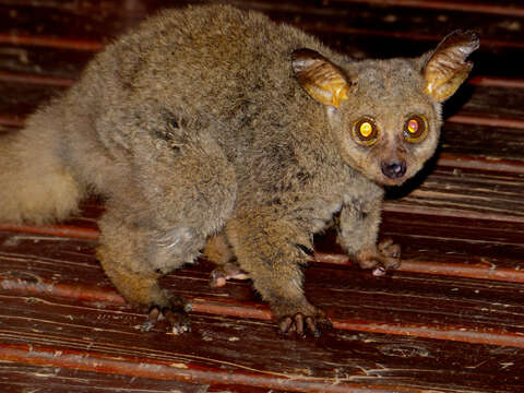 Image de Galago à queue touffue