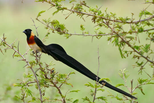 Image of Eastern Paradise-whydah