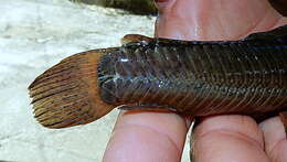 Image of callichthyid armored catfishes