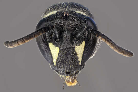 Imagem de Hylaeus hyalinatus Smith 1842