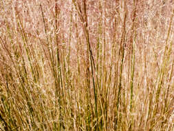 Image of hairawn muhly