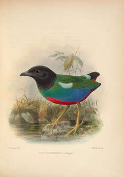 Image of Pitta sordida rosenbergii Schlegel 1871