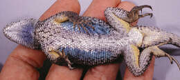 Sceloporus occidentalis longipes Baird 1858 resmi