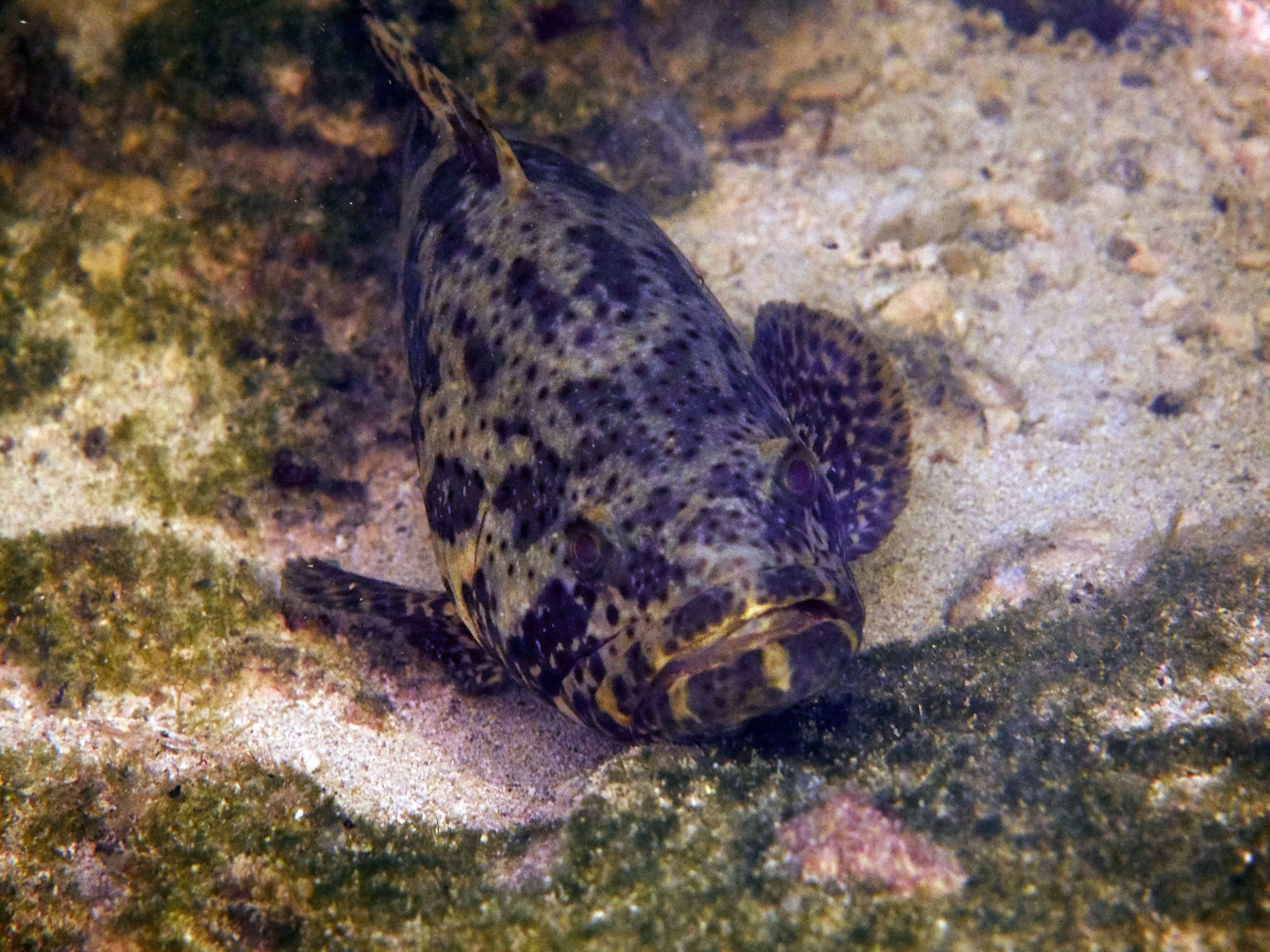 Imagem de Epinephelus itajara (Lichtenstein 1822)