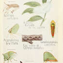 Image de Scolops sulcipes (Say 1825)