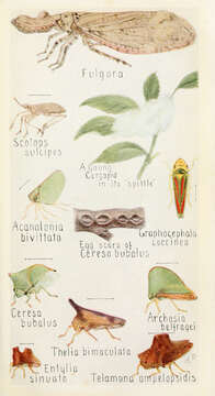 Image of Scolops