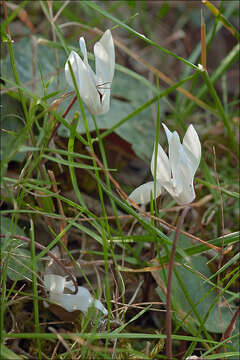 Image of Cretan cyclamen