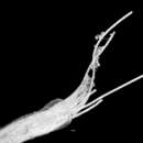 Thioploca araucae resmi